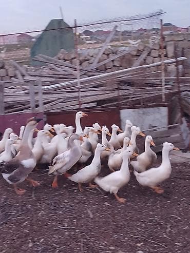 Salam popullu ördəklər satilir inşAllah yumurtaya düşəcəklər kim