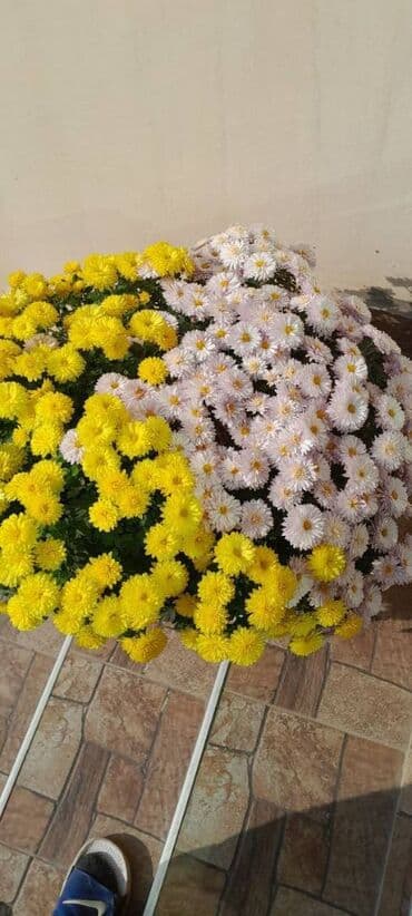 günəbaxan haqqında məlumat: Xrizantema multiflora 4 iliy bitki Qiyməti 20 manat Vacap aktivdir — 2