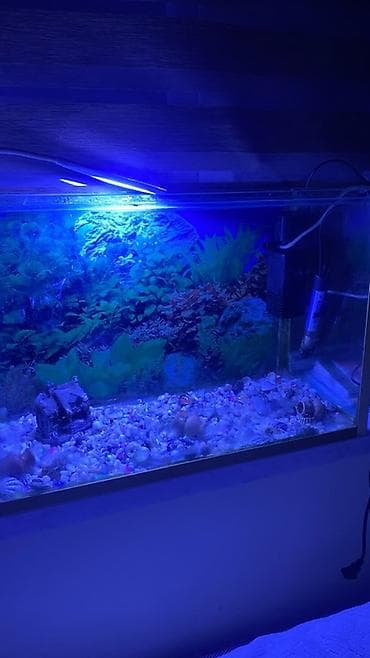balığı: Tam hazır akvarium içərisinə daxildir:6 balıq 3 ü guppy 3 ü molly (1 — 1