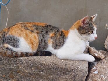 отдам кошку в хорошие руки: В добрые руки — 4