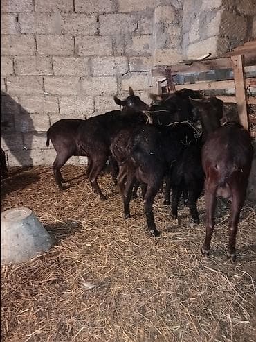 Murçiano keçi sürüsü. Qiymetlər 250 den başlayır — 3