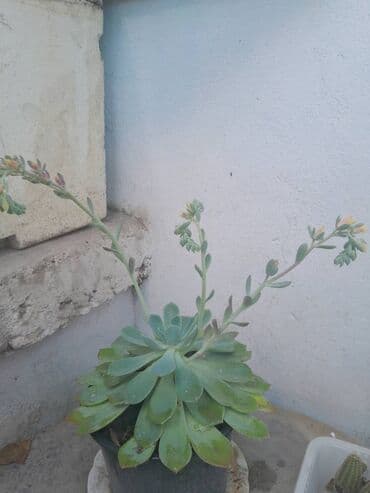 ev gülleri ve adları: Exiveriya — 2