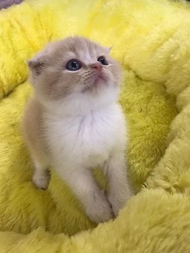 pişiy adlari: Şotland yastı qulaq — 2