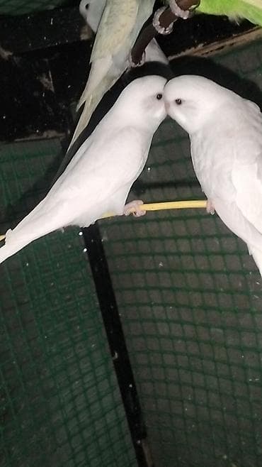amadin satilir: Yeni balalar satilir 12m deyismek olar teklife baxir Erazi zabirat — 3
