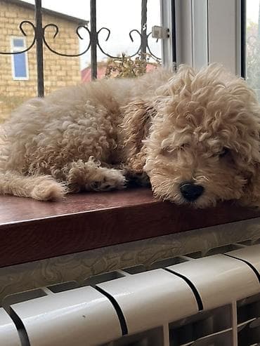 zvonok it satilir: Pudel, 4 ay, Erkek, Peyvəndli — 3