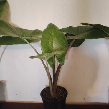 fil qulagi gulu: 10 və 8 azn Alocasia (Fil qulağı) dekorativ ev bitkisi - Növ — 2