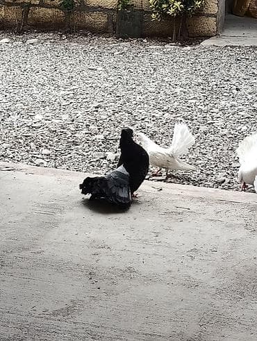 goyercin satışı: Pavlinlər satlir ünvan quba boynu əsən sortdu ballali anli di — 1