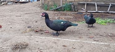 ördəy qaz: Məhsul: Muskoviy ördəklər (indi yetişdirilən yerli təsərrüfat quşları) — 3