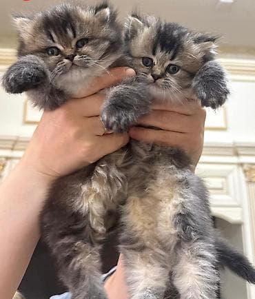 gold şinşila pişik: Qızıl şinşilla — 1