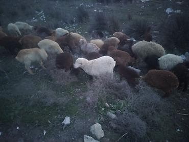 Qoyun sürüsü – qarışıq rənglər və cinslər - Sürüdə ağ, qəhvəyi, tünd