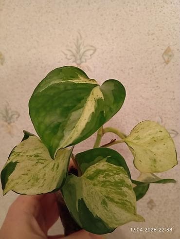 lent gül: Manjula sarmaşıq birkidir.Almaq istəyən şəxslər yazsın! Çatdırılma — 3