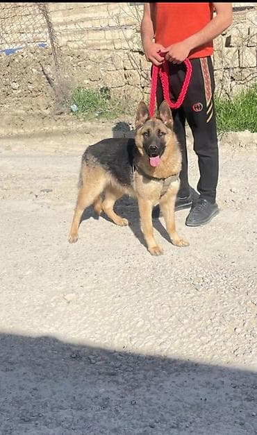 Alman çoban iti, 11 ay