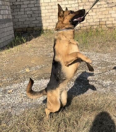 i̇tlər afcarka: Alman çoban iti — 1