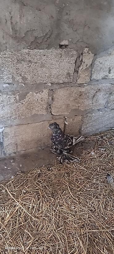 göyərçin satılır: Satılır dekorativ göyərçin. Şəkildə görünən quş ayaqları lələkli — 1