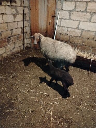 Heyvanlar üçün mallar: 𝗔𝗻𝗮 𝗯𝗮𝗹𝗮 𝘀𝗮𝘁𝗶𝗹𝗶𝗿 𝗯𝗮𝗹𝗮𝘀𝗶 𝗲𝗿𝗸𝗲𝗸𝗱𝗶 — 1