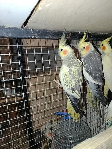 tutuquşlar: Salam yanaxsizdar 180 Bozdar ya axlilar 70 manat Ikiside hazir — 3