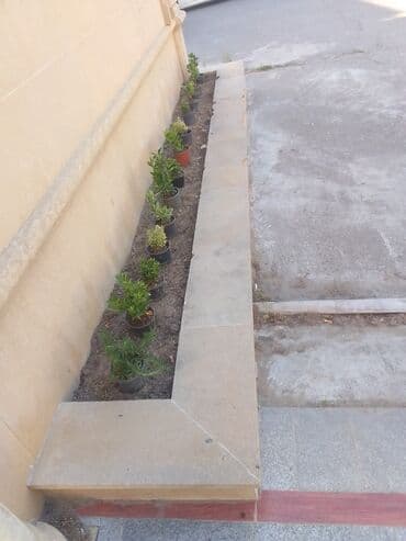 Digər bitkilər: Şimşad bitkisi bağlar, parklar və landşaft dizaynında geniş istifadə — 2