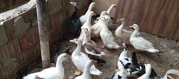 lal ördək balasi: Satılır kim istəsə zakaz edə bilər.Ünvan Biləsuvar — 8