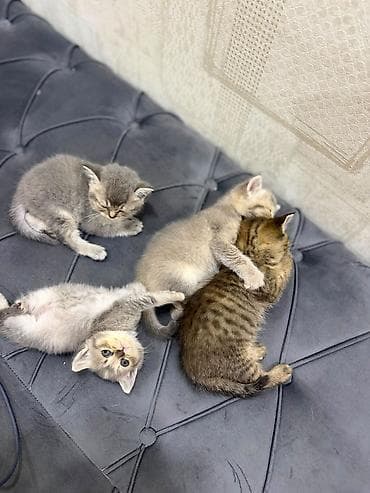 pişik dişi: Qızıl şinşilla, Dişi, Ödənişli çatdırılma — 2