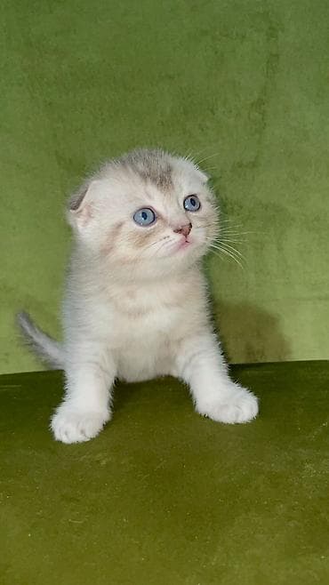 pisik yuvasi: Şotland, Erkək — 1