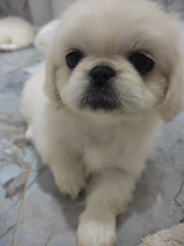 azerbaycan it adlari erkek: Pekines, 2 ay, Erkek — 1