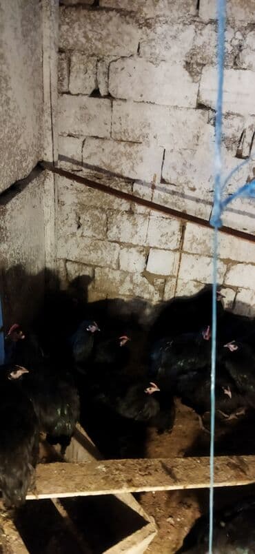 Heyvanlar üçün mallar: Toyuq, Damazlıq — 3