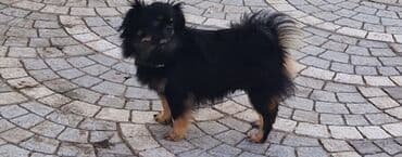 чихуахуа в добрые руки: Пекинес, 1 год, Самка, С прививками, Самовывоз — 1