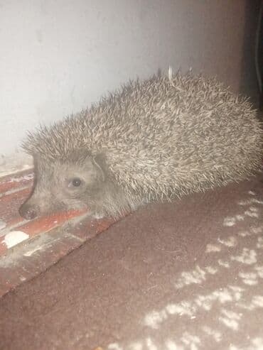 самюн ван в таджикистане: Erkey kirpi reyal alıcılar mene yasin 👌🏼 — 1