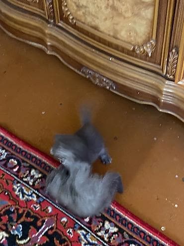 Pişiklər: 2 Eded Şotland pişiyleri bir birleri ile oynuyurlar qum terbiyeleri — 4
