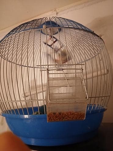 cuce yemi: Dairəvi quş qəfəsi genisdi 3 4 qus rahat qala biler.Metroya pulsuz — 2