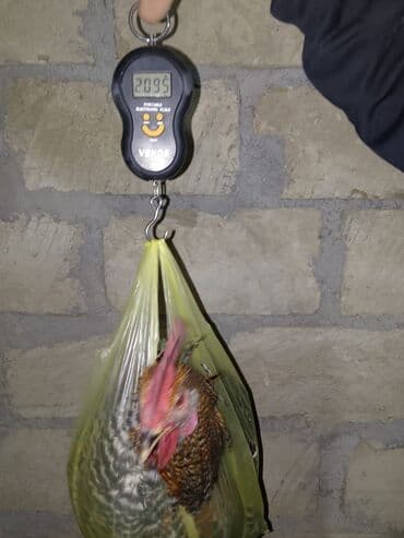 toyug hini: Toyuq cücələri, Ətlik — 3