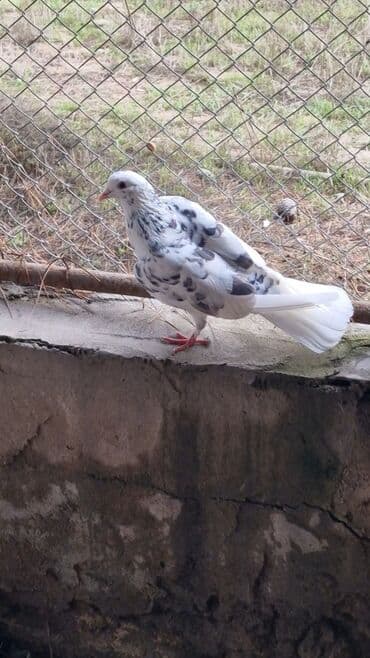 Информатика: Goyercin 25 manata — 2