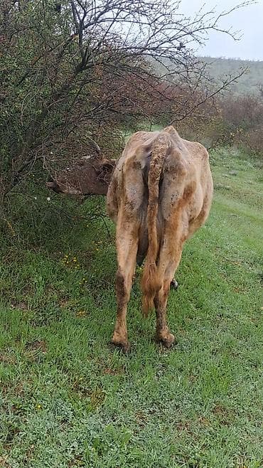 inekler ucar: Dişi, il: 9, Südlük, Ünvandan götürmə — 3