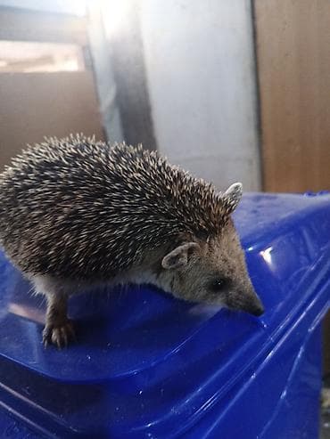 tap az xaski: Kirpilerimiz var satışda ünvan Sabunçu bazarı — 1