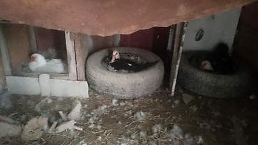 ordek şekli: KURK ORDEK 15 YUMURTASI VAR UZAQI 1 IKI HEFDEYE CIXSCAQ YUMURTANIN — 2