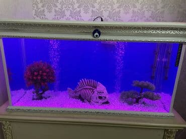 аквариум без рыб: Akvarium en 45 sm uzunu 1 metir hün ekran görnüşü 50 sm 20 növ renqli — 1
