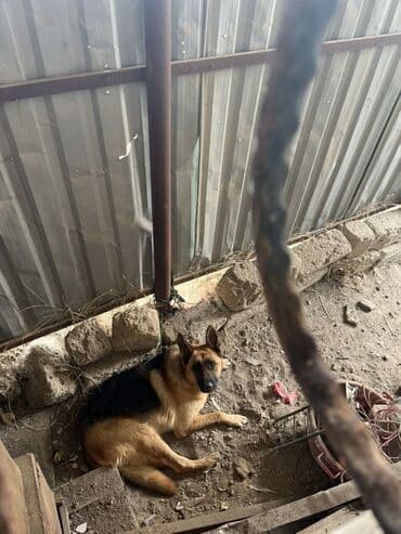 Alman çoban iti, 1 il, Dişi lalafo.az -da Alman çoban iti, 1 il, Dişi