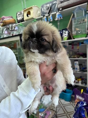 it xaski: Pekines, 2 ay, Dişi — 2
