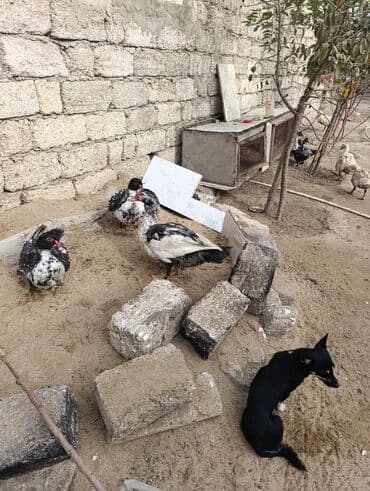 Ördəklər: Muscovy (Hind) ördəkləri – müxtəlif rənglərdə - Şəkillərdə görülən — 3