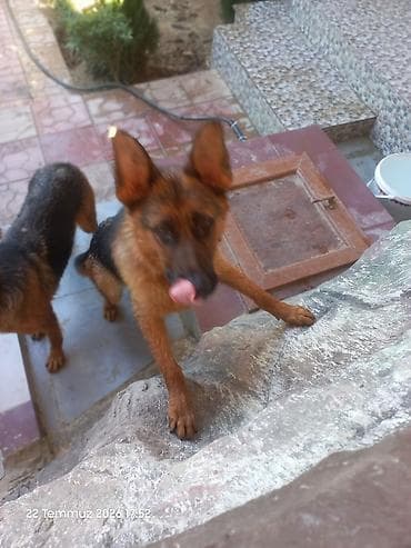 İtlər: Alman çoban iti, 1 il, Erkek, Peyvəndli, Ünvandan götürmə — 6