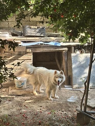 heyvanlar: Samoyed, Peyvəndli — 2