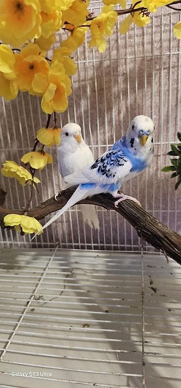 fiser papuqay: Cüt papuqay satılır erkek dişi qəşəng rəngləri var cütü 30 m endirim — 5