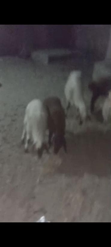 Козы, козлята: 2 çi Qarına Dişi Əkiz Bala ilə 1 isə 3 qarına Bağazdı doğacağ Noyabira — 1