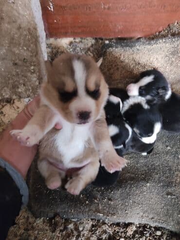 akita inu poklanjam: Xaski, 1 ay, Dişi — 4