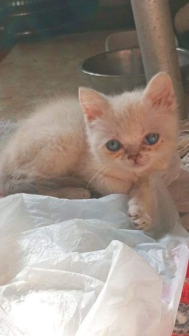 Ağ tüklü, mavi gözlü balaca pişik balası. Qısa burunlu, yumru sifətli