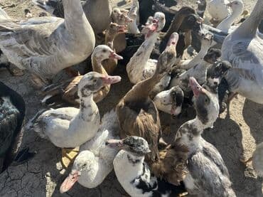 kuban ördek: Salam Aleykum Satılır Ördək Qaz Ördək Cücəsi Toyoq 36 Ədəd Lal Ördək — 37