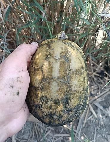 Şirniyyat məhsulları: Suda-quruda yaşayan tısbağa (akvaterraryum üçün) - Növ: suda-quruda — 1