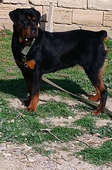 alman afcarkasi satilir: Rotveyler, 7 ay, Dişi, Peyvəndli, Ünvandan götürmə — 5