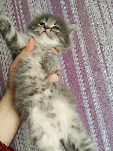 pişik sahiblənmə: Dişi, Yaxşı əllərə, Ödənişli çatdırılma — 2