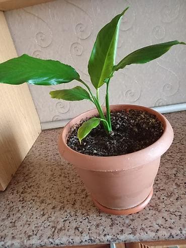 Spathiphyllum (Sülh zanbağı) – otaq bitkisi - Dibçək: klassik